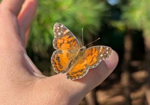 iNaturalist Bioblitz