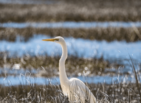 Mysteries of the Marsh