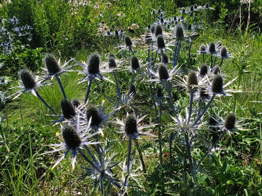 Delaware Botanic Gardens at Pepper Creek