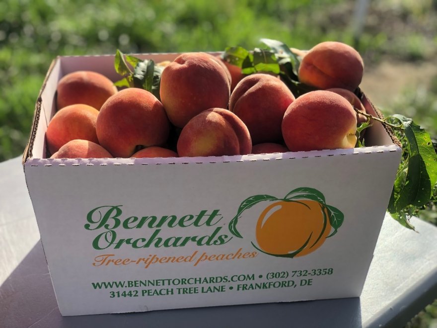 Bennett Orchards
