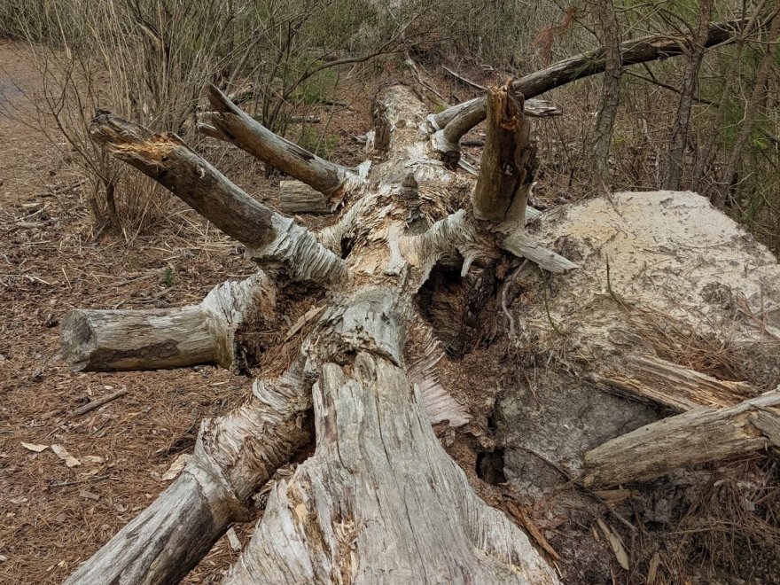 Bethany Beach Nature Center