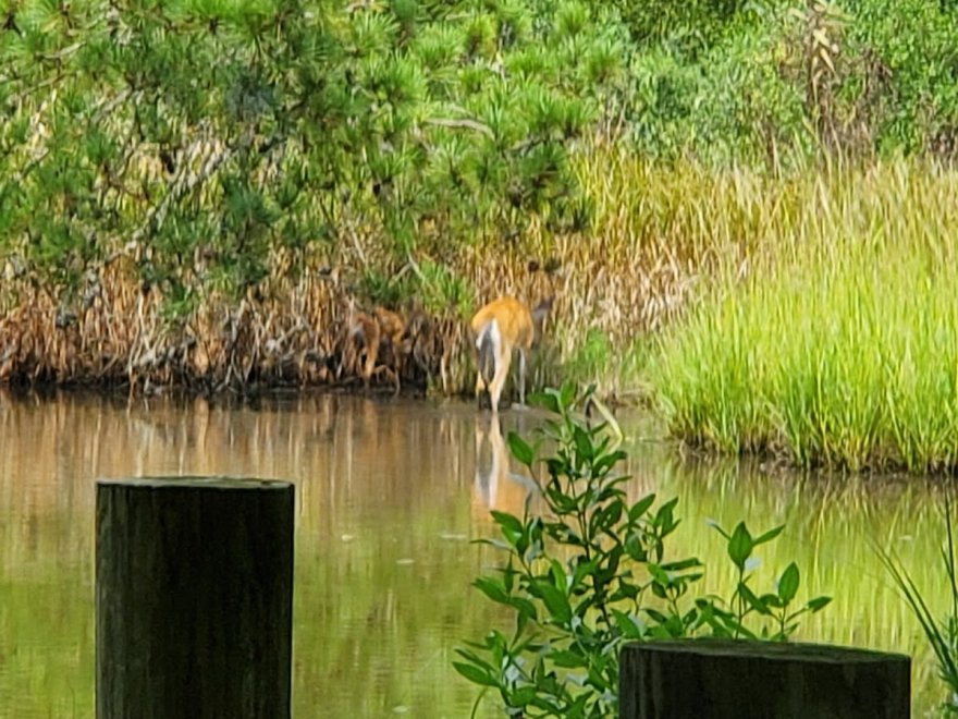 Bethany Beach Nature Center